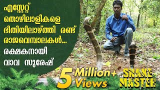 WOW! Vava Suresh turns saviour of two King Cobras that terrorized estate owners | Snakemaster