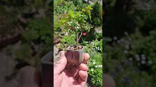 little boy 🍁 #bonsai #minibonsai #bonsaitree