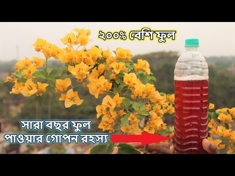 ভিডিও: Bougainvillea-এ কোন ফুল নেই - Bougainvillea plants এ ফুল পাওয়া যাচ্ছে