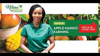 Apple Mango Farming | Kilimo Na Biashara