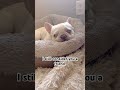 I like you #frenchbulldog #puppy #dog #fyp