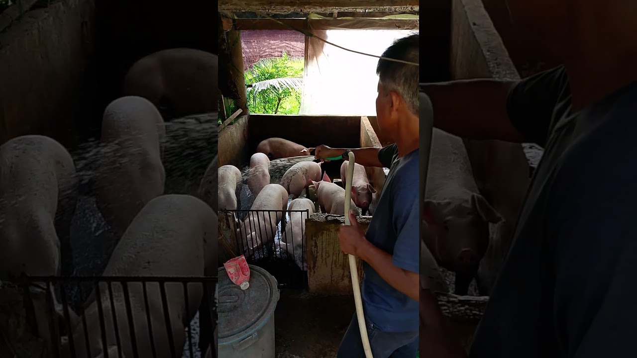 Pigs loves taking a bath 🚿 