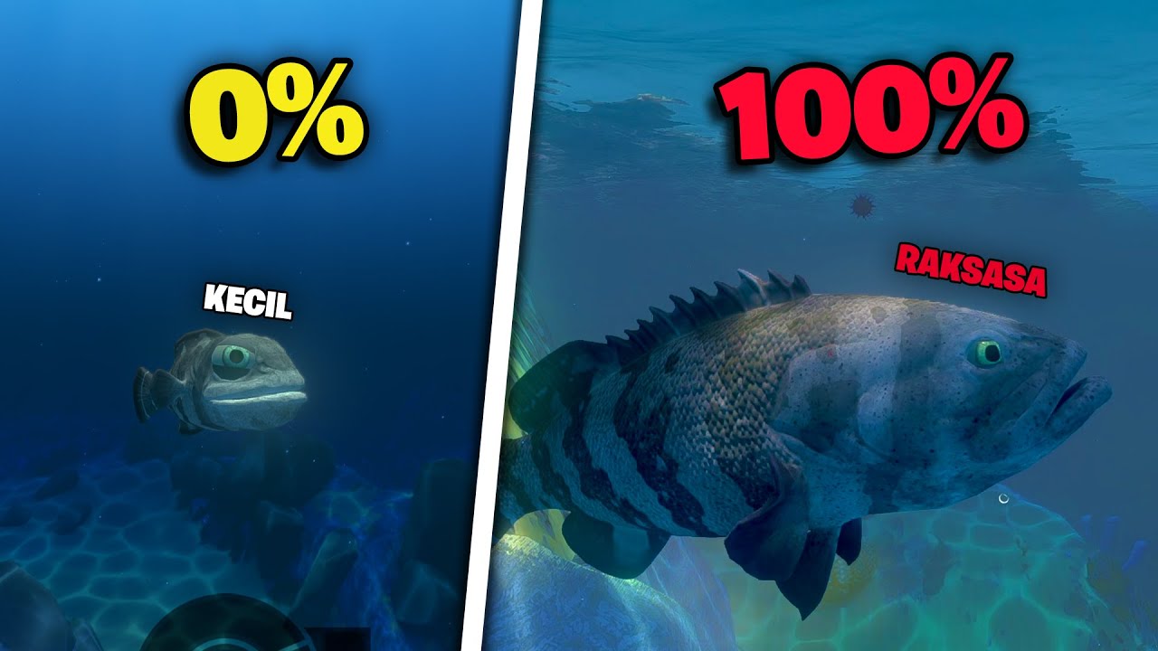 Gua Jadi Ikan KERAPU Dari KECIL Sampai MENGALAHKAN HIU Di Feed And Grow Fish