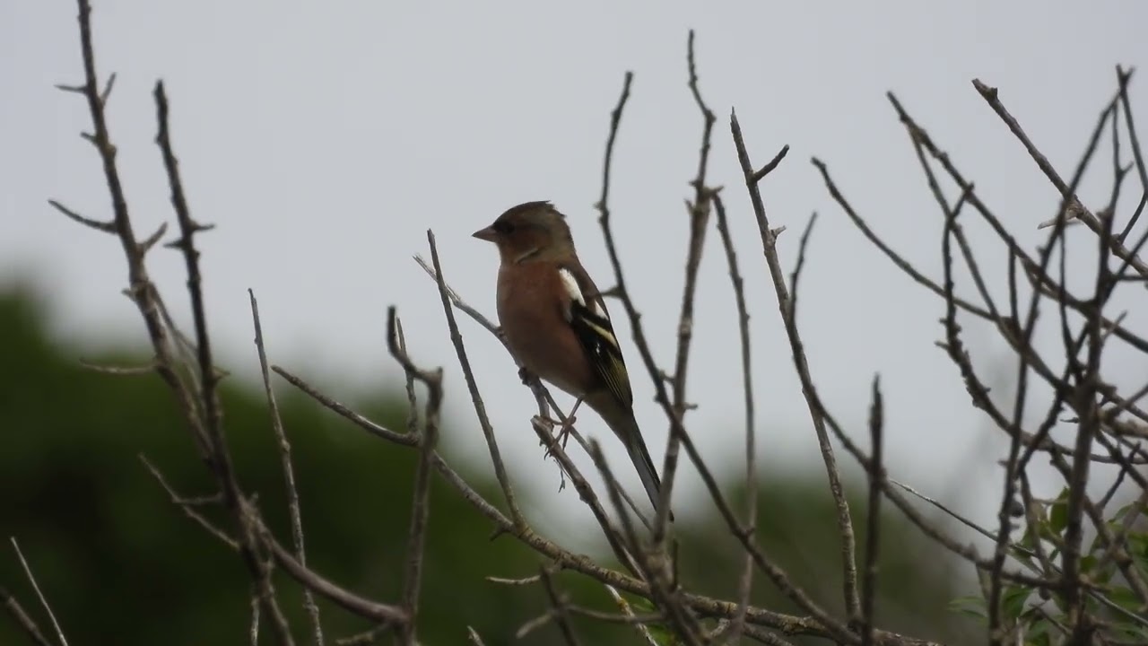 Common Chaffinch, Fringuello (Fringilla coelebs)