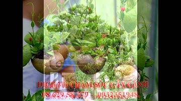 , 0932351948.]] dịch vụ cắt cỏ, trồng cây xanh sân vườn quận 5.tphcm