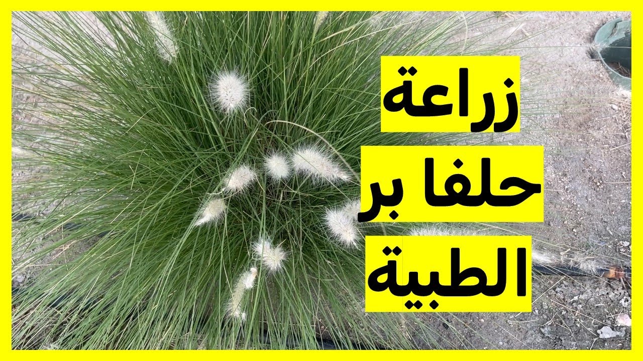 كل ما تحتاج معرفته عن نبات حلفا بر وفوائده العلاجية كيف تزرع نبات حلفا بر بالاواني ورعايته ونمو جيد