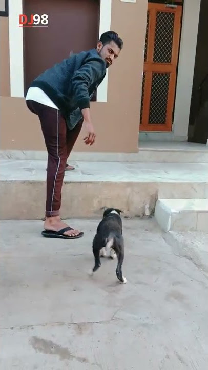 Nice Puppy | Intelligent Puppy |Vlog | DJ98