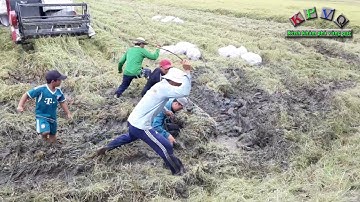 Chạy theo máy gặt bắt chuột đồng ở miền tây - Khám phá vùng quê