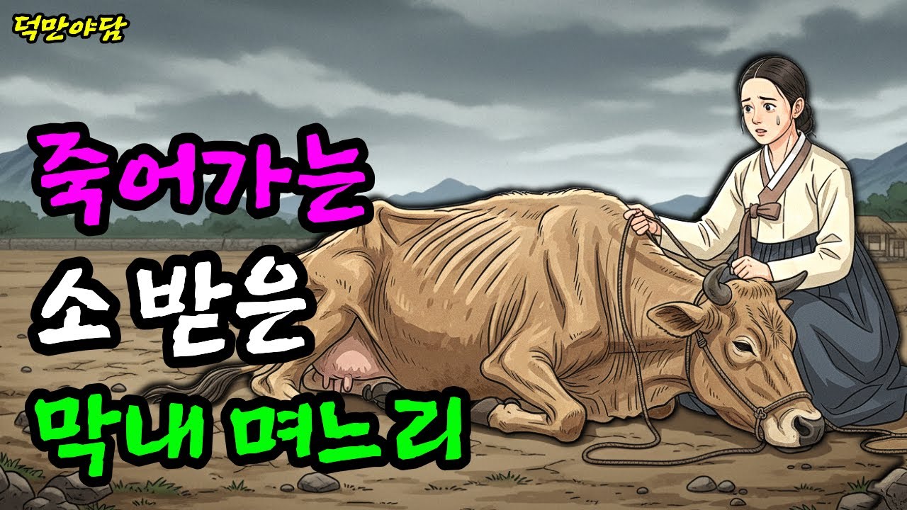 큰며느리는 땅을, 막내며느리는  죽어가는 소 하나 선택해 조선의 씨황소를 되살리는데...(야담 민담 전설 설화 옛날이야기 오디오북)