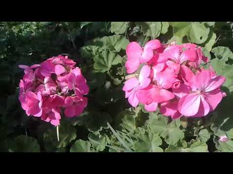 فيديو: العناية بالزهور Gloxinia - معلومات عن كيفية زراعة Gloxinia Flowering Houseplant