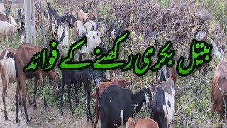 Benefits of keeping Beetal breed of goats