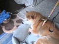 本当に行きたくない！