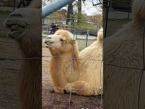 Video: Stuttgartin eläintarha