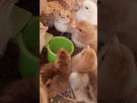 شرب كتاكيت الماء في وقت الحر