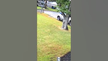 Tree Vs Lightning: A Fight Nobody Expected #shorts