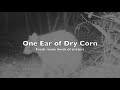 One Ear of Corn - Feeding many critters!