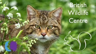 British Wildlife Centre 2023