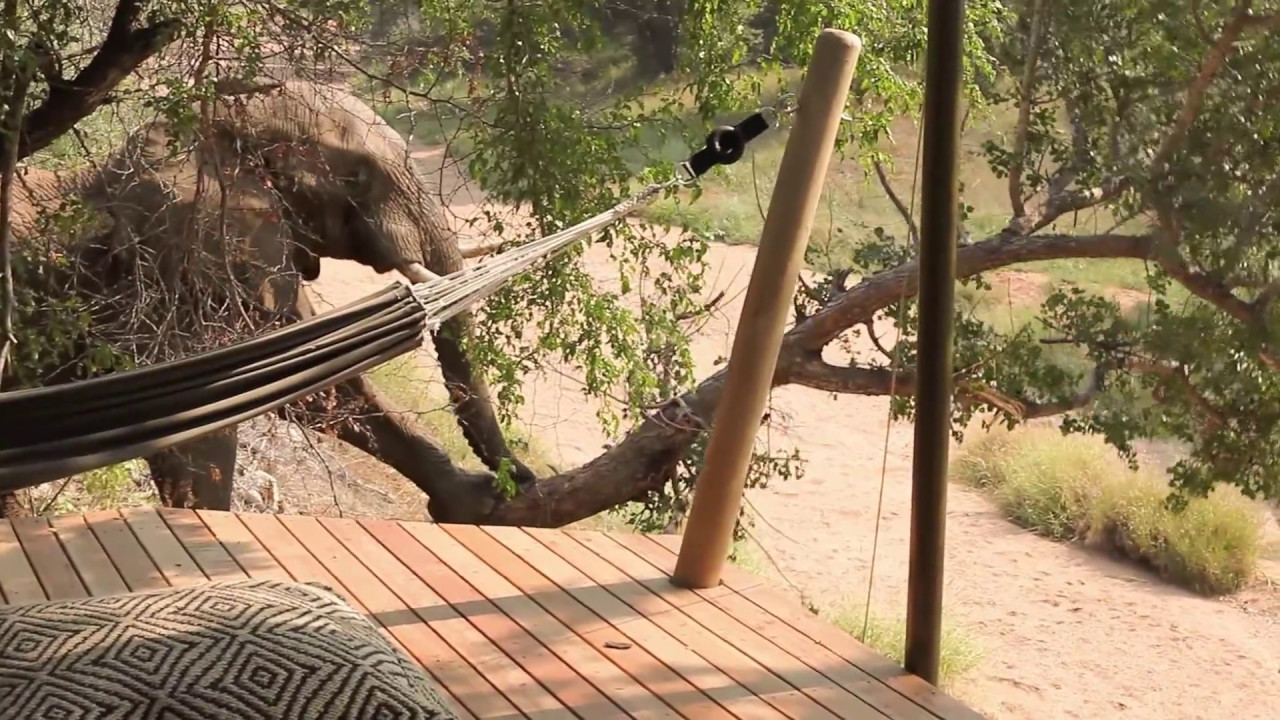 Elephant Attemtps CrossFit in Camp