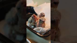lovebird baby chicks by Alis Flock 49 views 1 year ago 1 minute, 14 seconds
