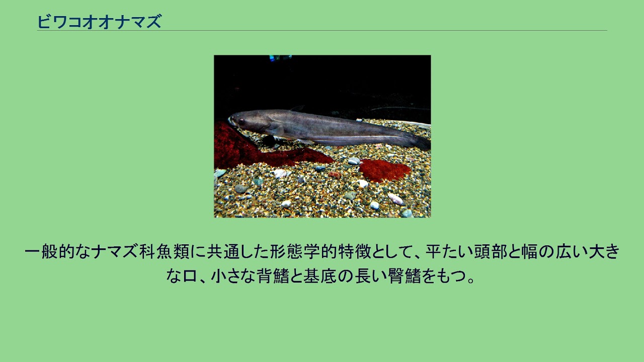 ビワコオオナマズ Youtube