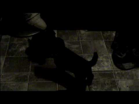 Guardian Angel's Isis Puppies - 3.5 weeks old