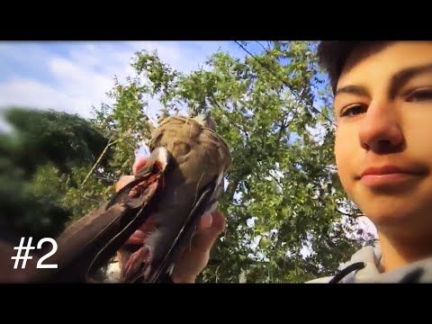 Dove hunting video #2 