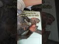 #youtubeshorts #youtubreels #catshorts #fypシ゚viral #love #resuce