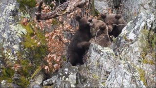 How humans and bears cohabit peacefully in Spain • FRANCE 24 English