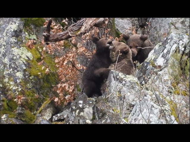 Hiking the wild highlands of Asturias, Spain's bear country