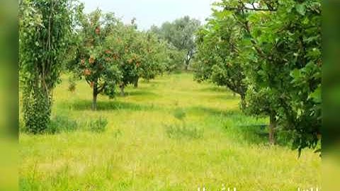 من سورة القصص للقارئ عبدالله الحسني