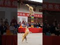#1 Incredible Canine Duo: Balancing Act with Bowls and Bamboo!￼￼