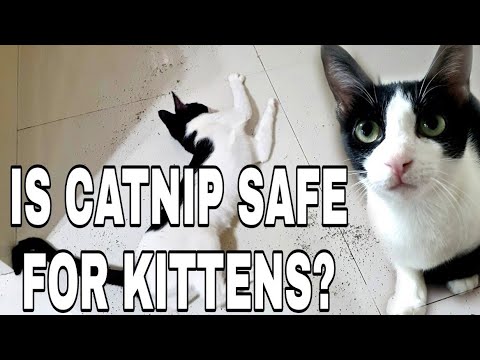 Video: Kunnen kittens kattenkruid hebben?
