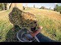 Food Possession & Temperament of Lions Leopards Cheetahs & Dogs | Big Cat & Dog Stand Off