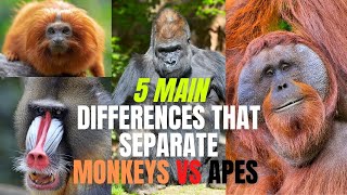 Celebrity Differences of Monkey and Apes - 5 Main Differences that Separate Monkeys vs Apes Profile