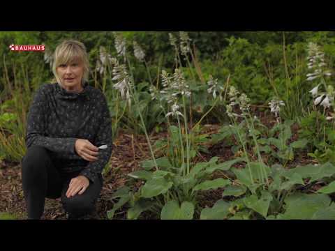 Video: Transplantacija Hostas: Kako presaditi Hosta biljke
