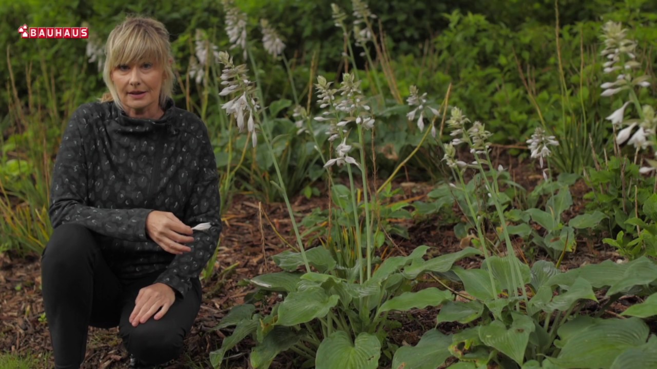 Škola vrtlarstva - hosta