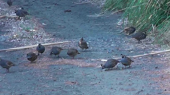 Large Covey of California Quail in the wild