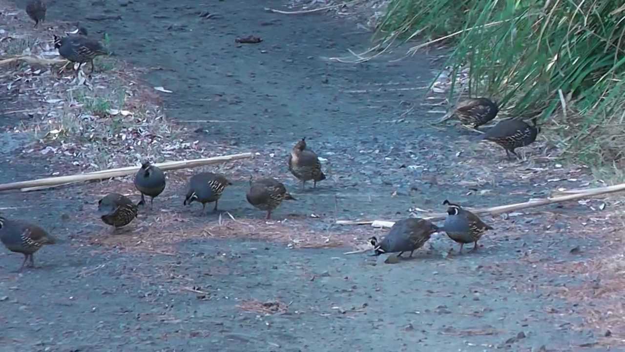 large covey of california quail in the wild