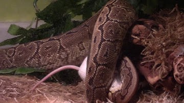 Ball Python vs Two Live Mice!!