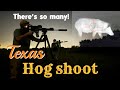 Hog hunting and protecting cattle | viewer discretion