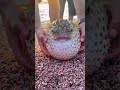 दुनिया की सबसे खतरनाक मछली 🐡 | Puffer Fish का सच