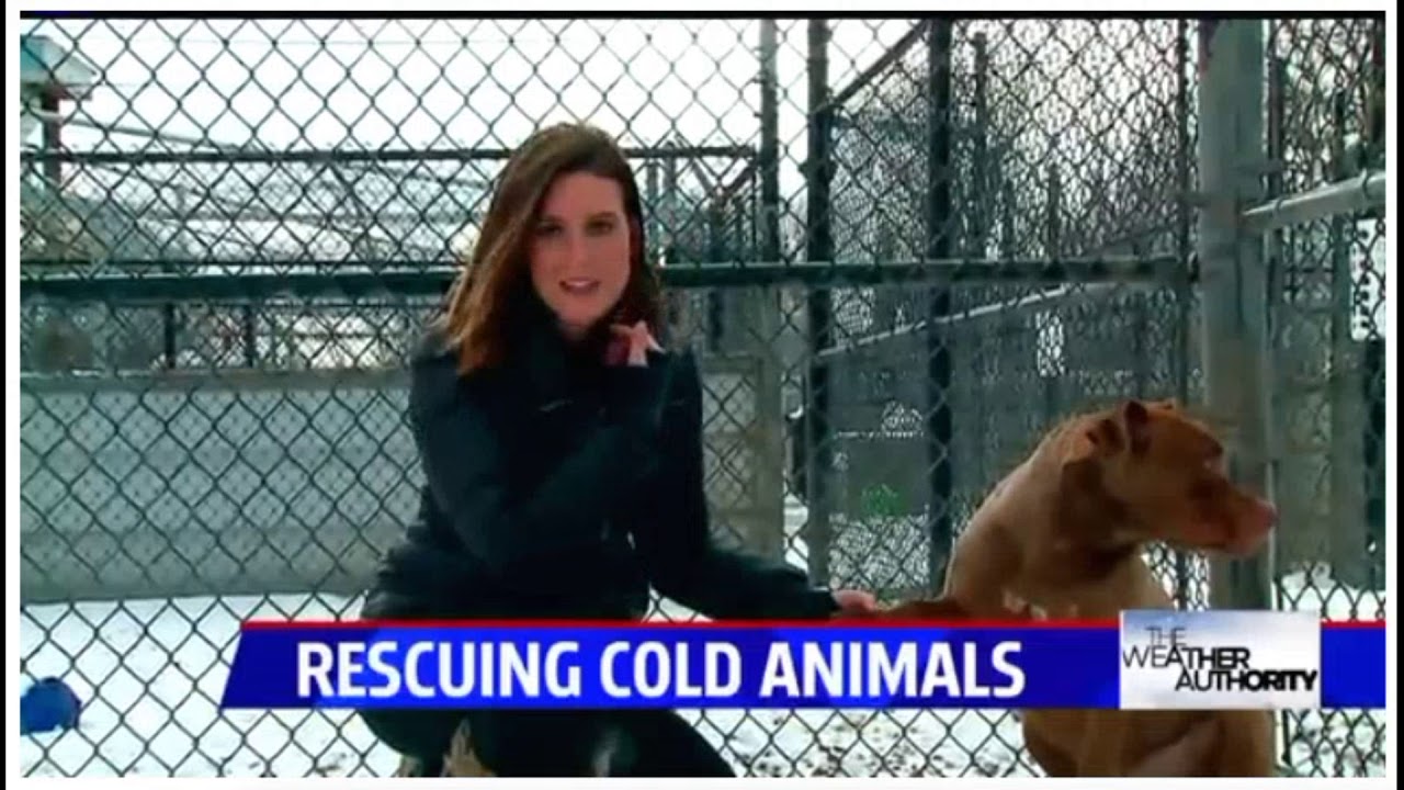 Dog freezes to death as Indianapolis shelter works to rescue dozens of
