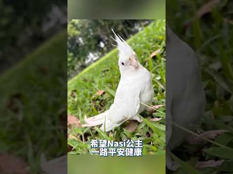 希望 Nasi 公主 一切安好 #mangohk #malaysia