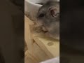 ハム太郎 #hamster #ハムスターのいる生活 #fyp #shorts