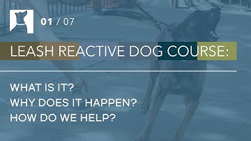 What is Leash Reactivity? | Training Tips for Reactive Dogs (1/7)