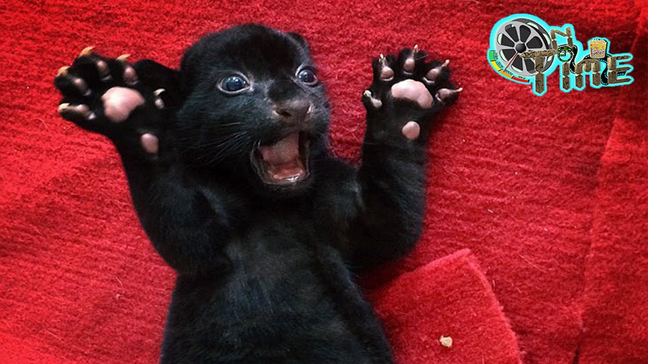 Rare black tiger cub does its best to terrify - Cute Black Tiger