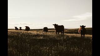 A Vidék Ritmusa Marha- És Sertéstelep