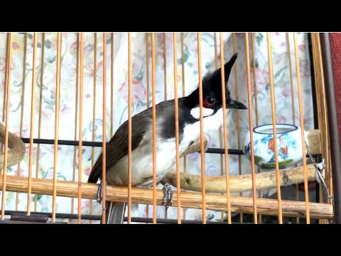 Video 5.9 - 5 Chào Mào.Mộc Dở Siêu Vip Và Chim Thuần Yếm... - youtube