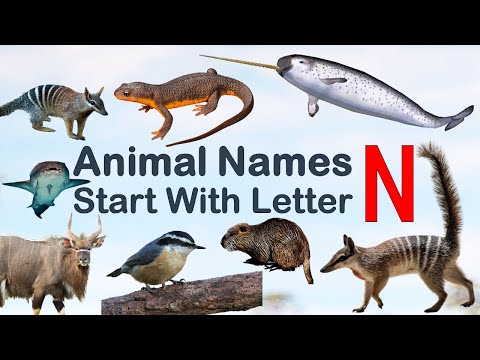 Animal Names Starting with letter N #Spelling #Picture #vocabulary #animals #explore #animalslover