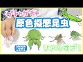 【きれい～！】感動するリアルな美しさ！子供が昆虫ガチャを開封！ハナカマキリ、コノハカマキリ、カレハカマキリ、オオコノハムシ。#タカラトミーアーツ #原色図鑑シリーズ #原色擬態昆虫